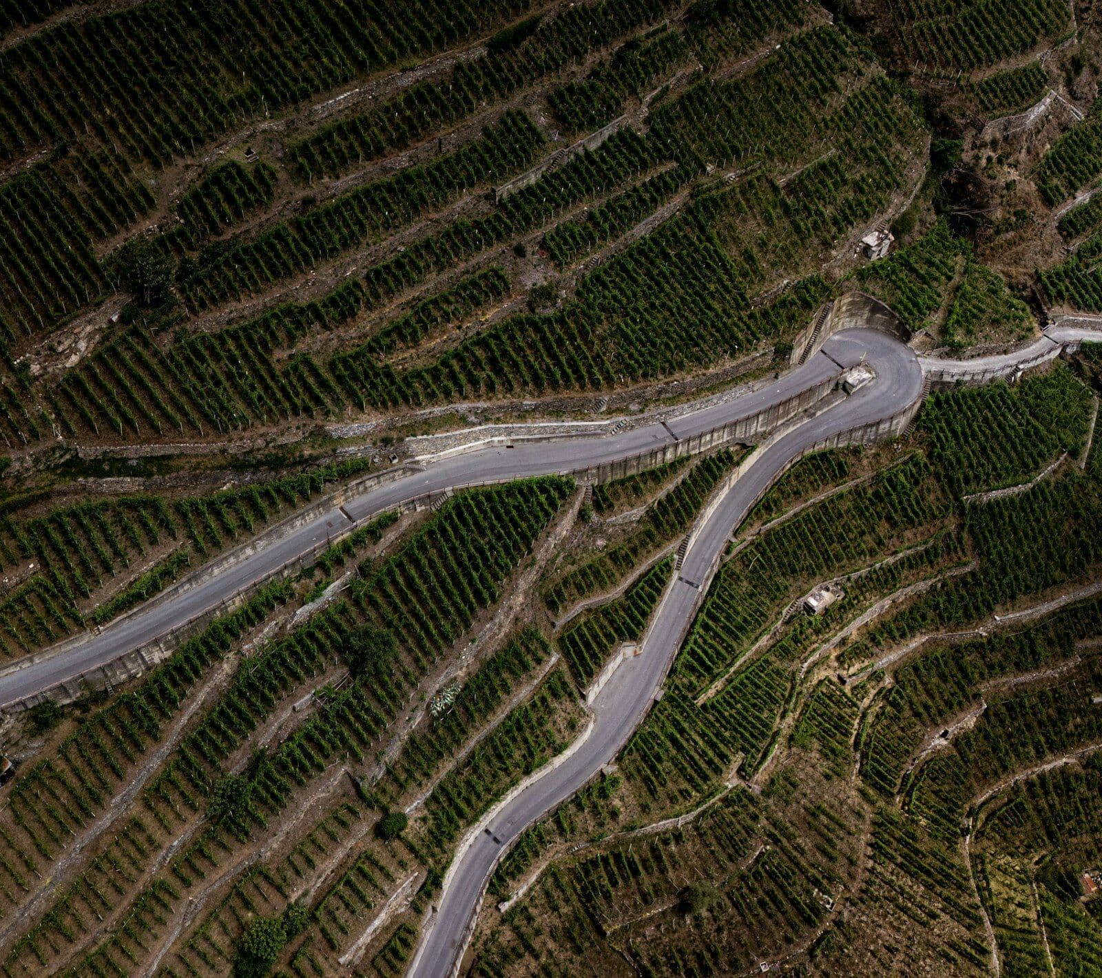 Luftaufnahme: eine Straße windet sich in Kehren durch terrassierte Weinberge