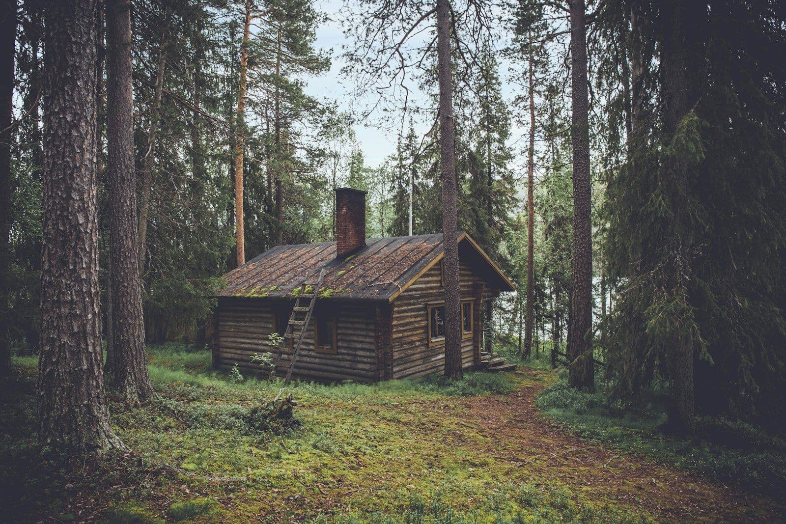 Blockhütte zwischen hohen Kiefern im Wald